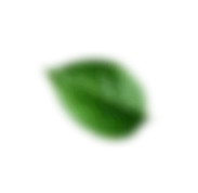 Natural botanical leaf